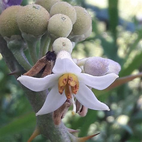 Coconilla Fruit Plant (Solanum stramoniifolium) – veliyathgardens