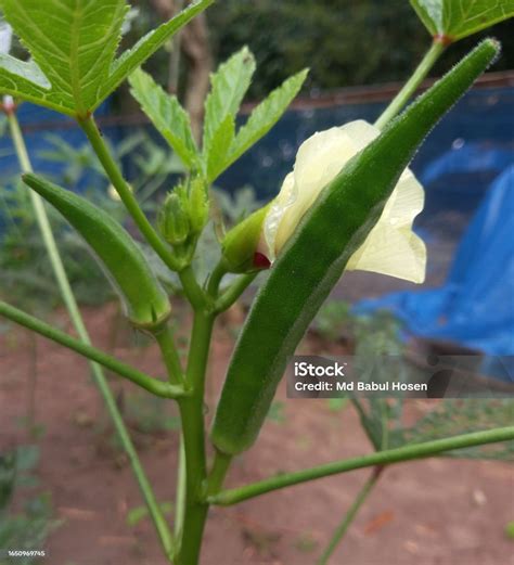 Image result for SmartPlant Monitoring System Using Arduino R4 Wi-Fi