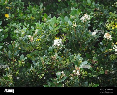 Ligustrum japonicum wax leaf hi-res stock photography and images - Alamy