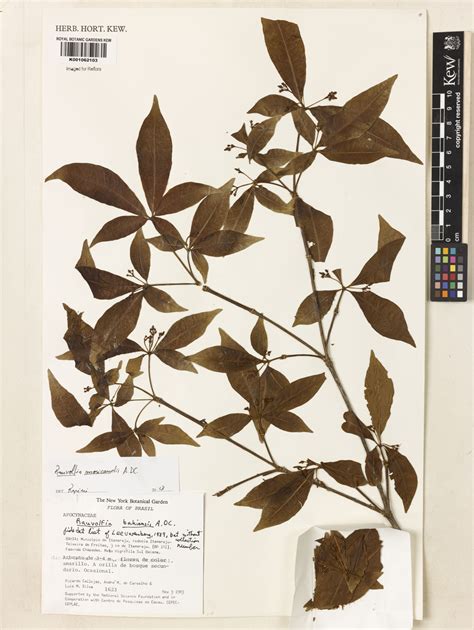 Rauvolfia moricandii A.DC. | Plants of the World Online | Kew Science - family of rauwolfia