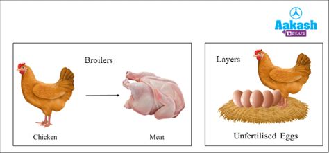 Poultry Farming Project, Disease management & Breeds | AESL