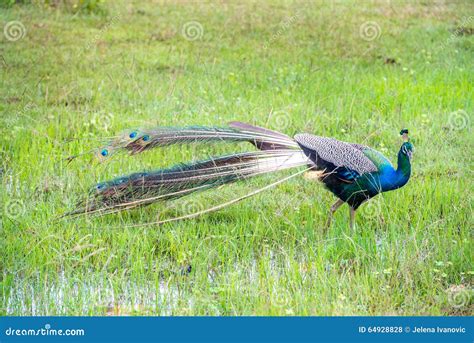 Habitat Of Peacock