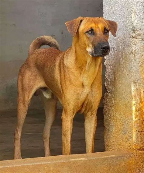 10 popular Indian dog breeds to have as pets - The Etimes Photogallery ...