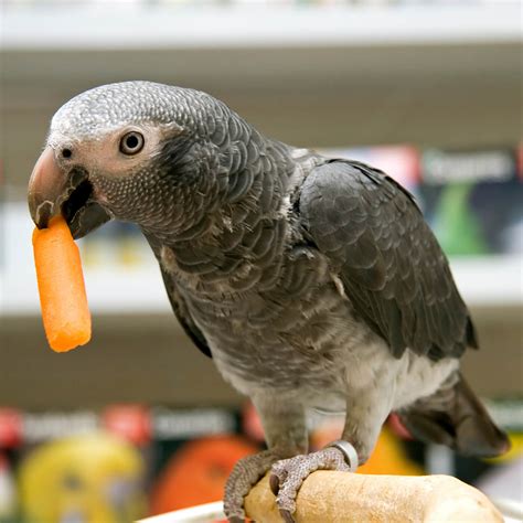 Tame Timneh African Grey Parrots - todd marcus birds exotic