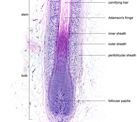 Pathology Outlines - Histology