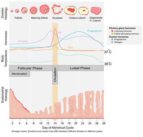 13.8 Female reproductive physiology - Introduction to the Evolution ...