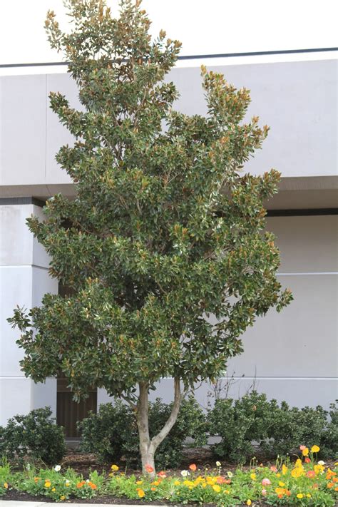 Dwarf Magnolia Trees Little Gem Magnolias | Texas Tree Farms