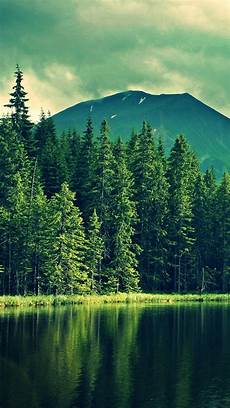 Wallpaper Iphone Tree by Tree Iphone Wallpaper Gallery Wallpaper Iphone Tree