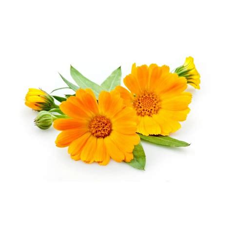 Proizvodi | Crystal Lab