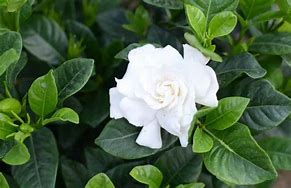 Image result for August Beauty Gardenia Care
