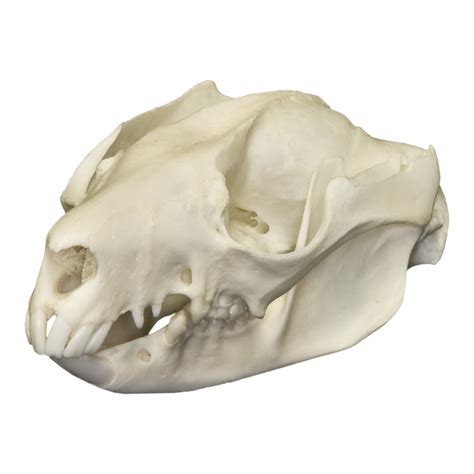 Opossum Skull Anatomy
