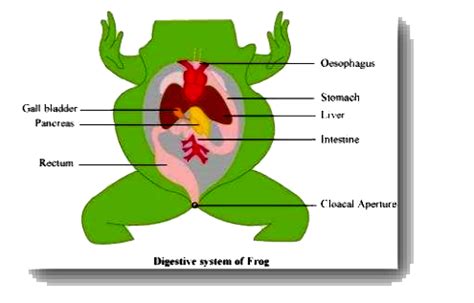 Draw a neat diagram of digestive system of frog.
