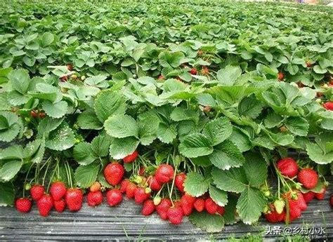 露天草莓幾月份種植？怎麼管理才能種出高產草莓？ - 每日頭條