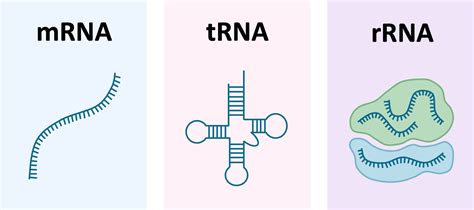 RNA Types 的图像结果