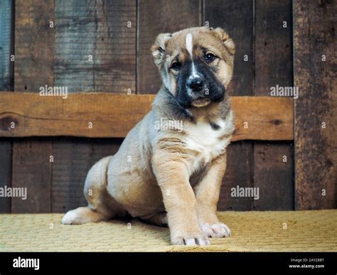 How Do You Raise A 2 Month Old Puppy