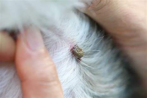 Flea & Tick Prevention For Dogs 101 | Tractive