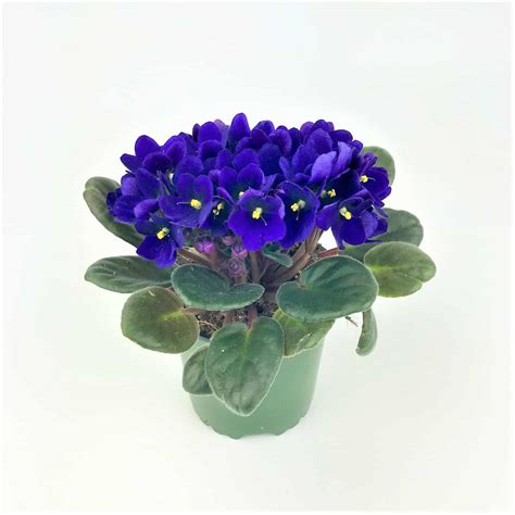 African Violet Flower