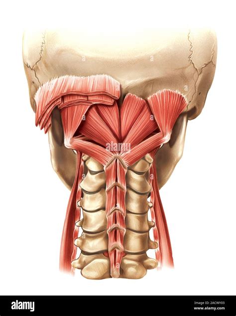 Illustration of the muscles of the neck and nape muscles. This ...