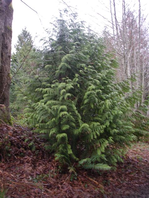 Western Red Cedar, Thuja plicata | Native Plants PNW