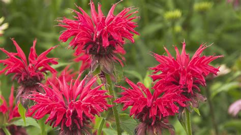Bee Balm Plant Information