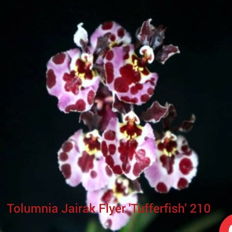 New Orchids – Foliages.in
