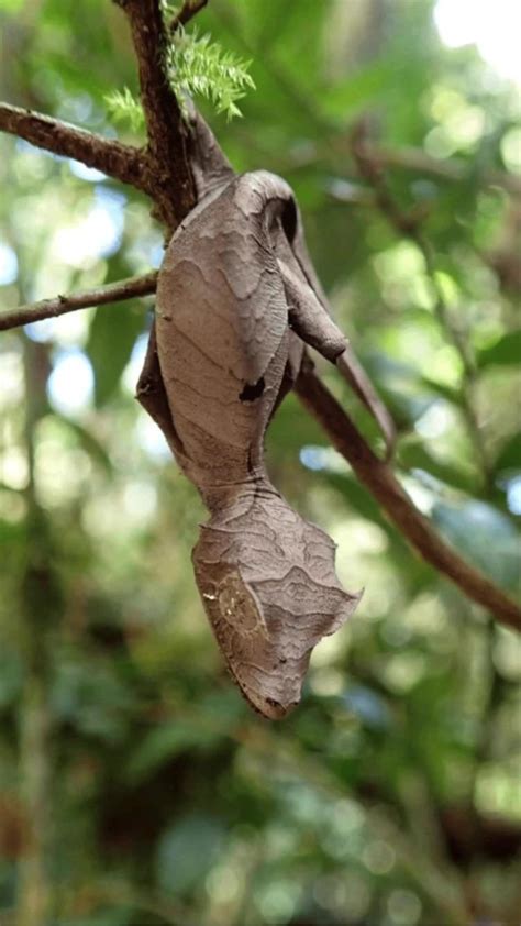 Satanic Leaf-tailed Gecko - One News Page VIDEO