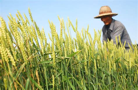 河南小麦已收割，总结一下产量与减产原因_腾讯新闻