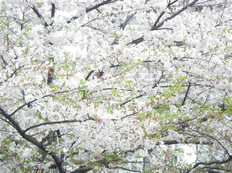 koa-outfittersブログ: 春~初夏、4月、5月、6月 プログラム
