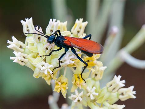90 best Tarantula Hawk Wasp images on Pholder | Natureismetal ...