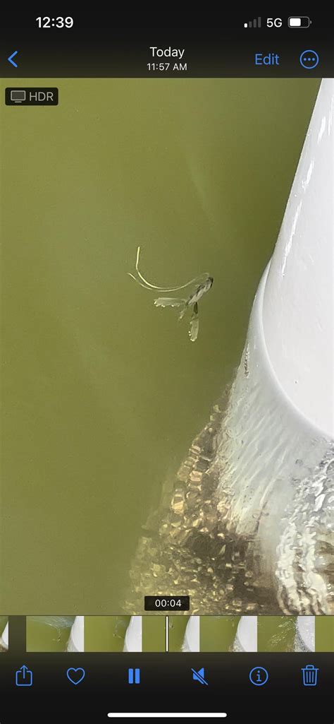 Image result for Alien Fish IRL