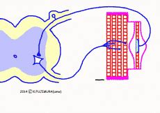 Muscle Spindle Stretch Reflex 的图像结果