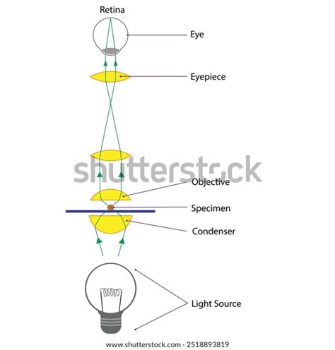 Light Microscope 的图像结果
