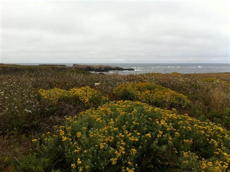 Van Damme State Park Campground | Mendocino, CA