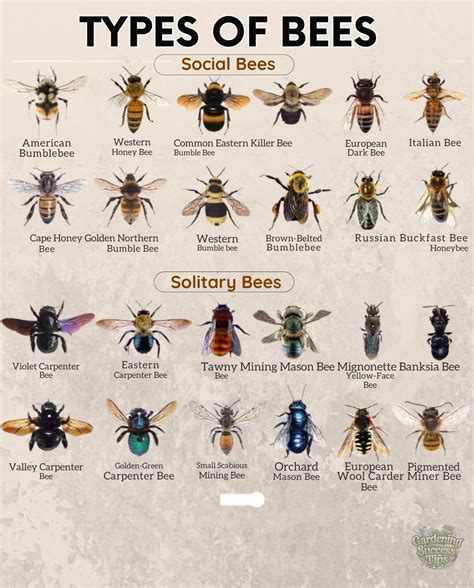 Bee Swarm Simulator Script Pastbien 的图像结果