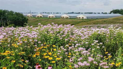 Iowa project wins $80M grant to test using prairie grass in digesters