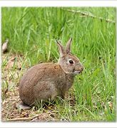 Image result for Wild Rabbit Identification