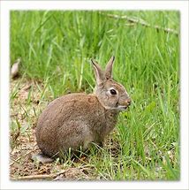 Image result for British Wild Rabbit