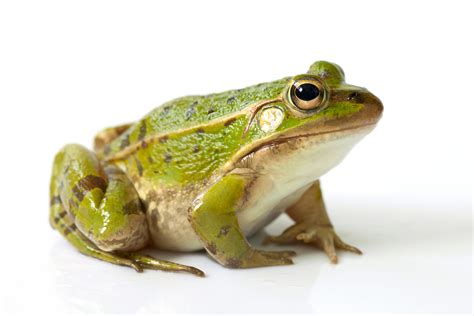 How Do Frogs Survive the Cold? By Freezing - I Spy Physiology Blog