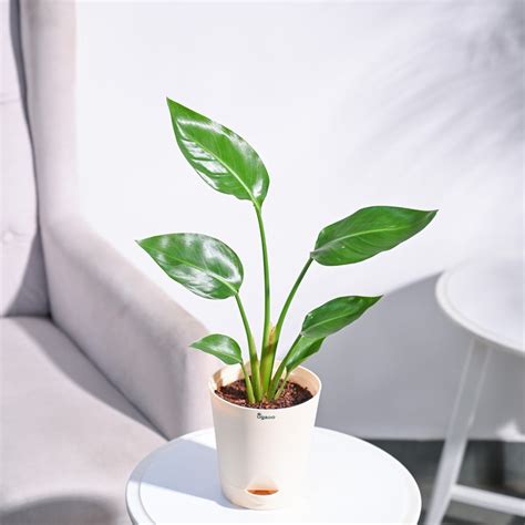 Bird of Paradise Plant – Ugaoo