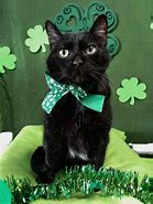 Image result for St. Patrick's Day Kitty