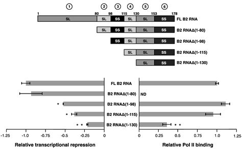 Repression of RNA Polymerase II Transcription by B2 RNA Depends on a ...
