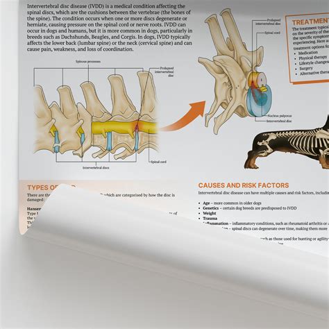 The Anatomy of Canine Intervertebral Disc Disease Chart/Poster ...
