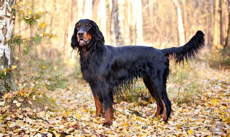 Gordon Setter - Facts, Pictures, Puppies, Temperament, Characteristics ...