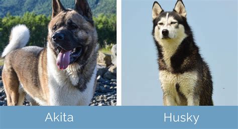 Are Akitas Bigger Than Siberian Husky