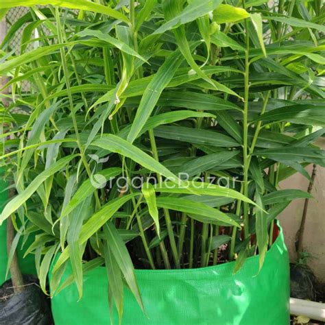 Ginger (Adrak) Rhizome/Root/Seeds For Planting/Growing/Sowing ...