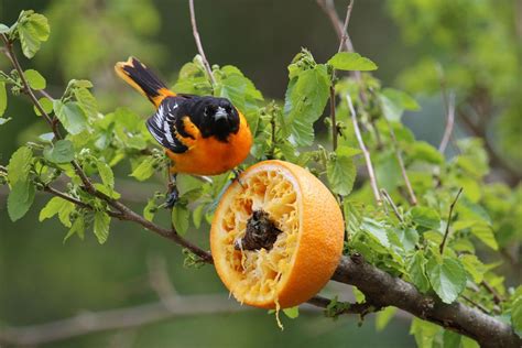 Make an Orange Feeder for Orioles | Oriole bird, Oriole bird feeders ...