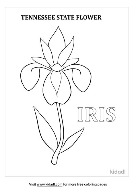 Tennessee State Flower Coloring Sheet