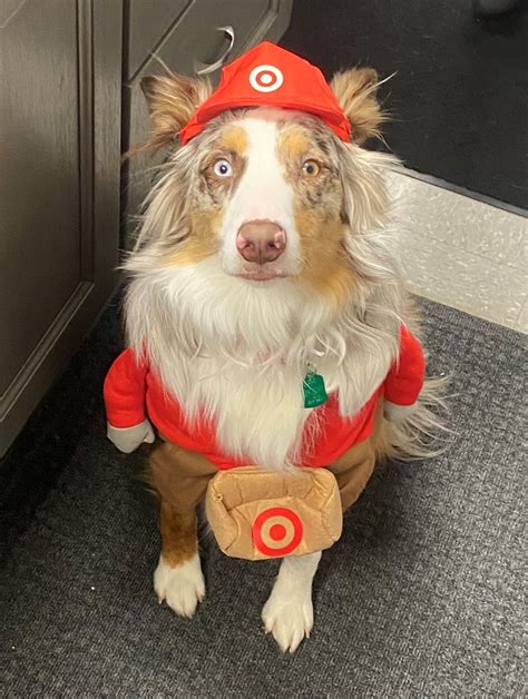 Animal Shelter | Shenandoah County, VA