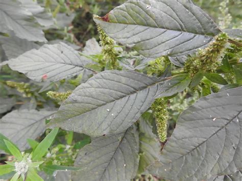 Amaranthus retroflexus - Amaranthaceae