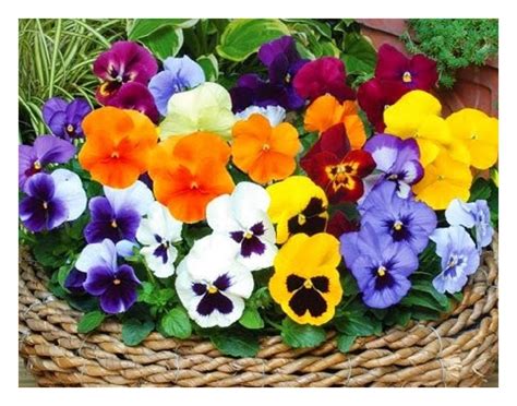 What Is Eating My Winter Pansy Flowers at Summer Mathew blog